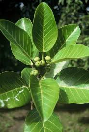 Image result for Ficus trichopoda