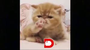 funny cats videos cats are so funny you will die laughing funny in 2020 funny cat videos funny cats cat gif