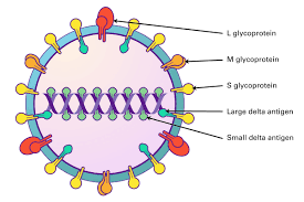 Some even harm the virus. Hepatitis Viruses Lsbio