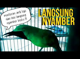 Pancingan cucak ijo langsung nyaut, ikut gacor, dan jamtrok jika video ini bermanfaat jangan lupa subscribs. Ga Butuh 3menit Cucak Ijo Loyo Dan Bisu Langsung Nyamber Youtube