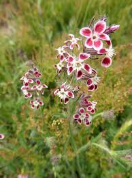 Image result for Silene gallica