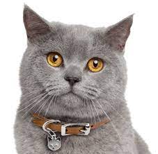 Read on to learn a great deal more about this wonderful and cherished cat breed! British Shorthair Kittens For Sale Adoptapet Com