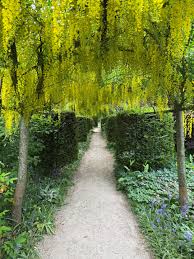 Image result for Laburnum
