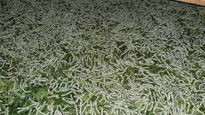 Fourmis Comestibles