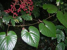 Image result for Ampelocissus