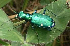 Tiger Beetles Archives Page 4 Of 9 Beetle Bugs Bugs And Insects