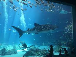 Georgia is the only aquarium in the western hemisphere to have whale sharks — four of them. Benning Wtb Soldiers Swim With Whale Sharks At Georgia Aquarium Article The United States Army