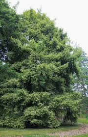 Image result for Brachystegia taxifolia