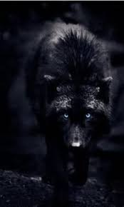 black wolf wallpapers frky4o2