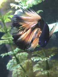 Barry Is Getting Good At Posing The Post Betta Fish Barry Is Getting Good At Posing Appeared First On Flake Food 2020
