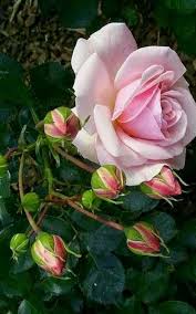 Pretty Pink Rose Love Flowers Pink Flowers Beautiful Flowers