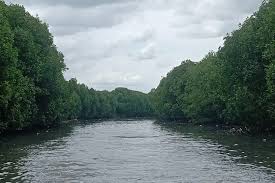 Mangrove Pangenan 1