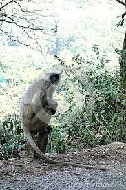 Langur Sitting On Side Of The Road Photo Stock Photos Photo Image
