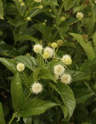 Colorful red fruit adorns the plant in the fall. Cephalanthus Occidentalis Sugar Shack Sugar Shack Buttonbush Plantmaster