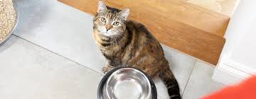 Check spelling or type a new query. How To Spot And Treat Food Allergies In Cats Purina