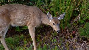 Lactating mothers will consume more. Deer Don T Like Basil Finegardening