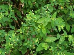 Image result for Andrachne ovalis