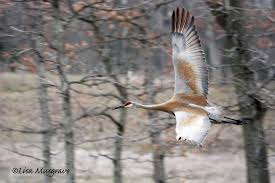 We did not find results for: Deer Grove Natural Areas Volunteers Home Facebook