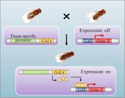 Gal4 Uas System An Overview Sciencedirect Topics