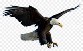 Check spelling or type a new query. Bald Eagle Clipart Picsart Eagle Flying Png Download 1194203 Pikpng