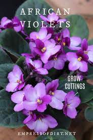 How To Grow African Violets From Leaf Cuttings Empress Of Dirt Violet Plant African Violets African Violets Plants