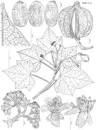 Image result for Jatropha curcas