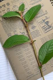 Image result for Platostoma africanum