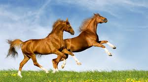 Image result for running horses