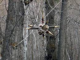 Dangerous booby traps found on Utah trail