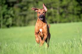 Maybe you would like to learn more about one of these? Rhodesian Ridgeback Dog Breed Information