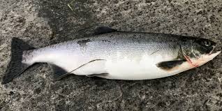Det er blitt påvist pukkellaks i flere elver fra trøndelag og oppover, i tillegg er det påvist pukkellaks i eira, rauma, ørsta og i drammenselva. Har Du Fatt Pukkellaks I Sommer