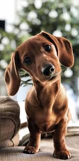 Spay Neuter Awareness Month The History Of Spaying And Neutering Pets 2020 Sevimli Kopekler Evcil Hayvanlar Ev Kopekleri