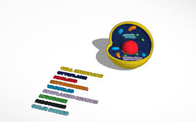 As opposed to bacterial cells, every animal cell contains organelles, including the nucleus, cell membrane, ribosomes, mitochondria, the endoplasmic animal cells are, generally speaking, part of more complex life forms than are bacterial or plant cells; Jack S Animal Cell Model Project Tinkercad