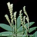 Image result for Bolusiella maudiae