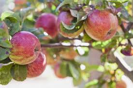 Fruit trees must be pruned every year, usually during the dormant period… apple trees should be pruned in late winter, but you can prune into the spring and summer if you must… you want an 'open. All About Cortland Apples Minnetonka Orchards