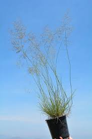 Image result for Eragrostis caespitosa