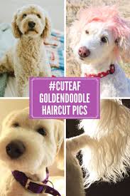 This breed has seen an. Doodle Haircuts To Swoon Over Tons Of Pictures