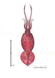 Einfach die schönsten ausmalbilder ausdrucken und loslegen. Ausmalbild Riesenkalmar 34 Koloss Kalmar Bilder Besten Bilder Von Ausmalbilder Ausmalbild Ist Eine Wunderbare Moglichkeit Fur Die Entwicklung Der Schopferischen Fahigkeiten Lozaqasufus
