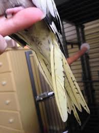 Bailey Has To Be The Only Cockatiel With No Long Tail Feather'S. : R/ Cockatiel
