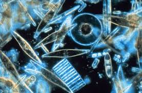 Image result for drop of seawater microscope