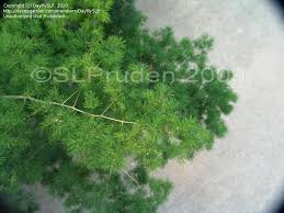 A native to arid regions of south africa, this is a very drought tolerant plant. Plantfiles Pictures Asparagus Species Ming Fern Asparagus Retrofractus By Daylilyslp