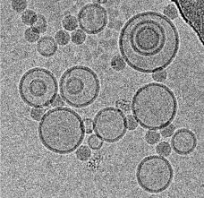 This was a most crucial step, for which ruska received Immersion Freezing For Cryo Transmission Electron Microscopy Applications Learn Share Leica Microsystems