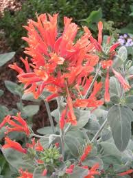 Image result for Dicliptera pumila