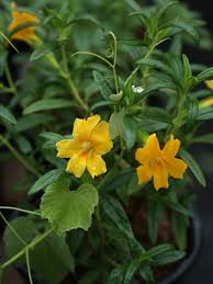 Image result for Epilobium salignum