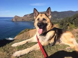 They are highly adaptable, energetic, curious, strong, and german shepherds are exceptionally wary of strangers. Area Pets Available For Adoption Photos July 17 2019 Oregonlive Com