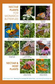 Best Nectar Plants For Monarchs And Other Butterflies Remember When Planting For Bees And Butterfli Monarch Butterfly Garden Butterfly Plants Butterfly Garden