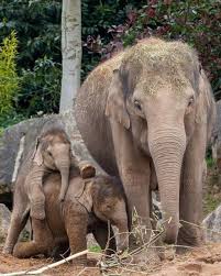 One Morning I Shot An Elephant In My Pajamas Movie Pin By Kamtone Vongdy On Elephants Elephant Animals Beautiful Elephant Love