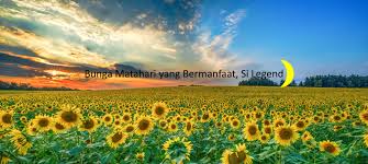 Untuk lebih jelasnya silahkan simak penjelasan berikut. Bunga Matahari Yang Bermanfaat Si Legend Karya Husein