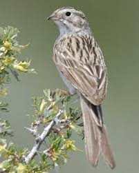Birds Of Cape Cod Book Brewer S Sparrow Can Be Found At Rockhound State Park Which Is Part Of The Sw Nm Birding Trail Backyard Birds Birds