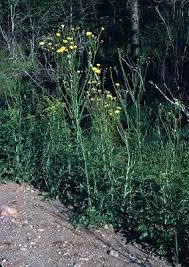 Image result for Sonchus friesii